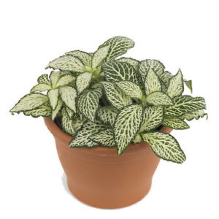 Fittonia Green Plant